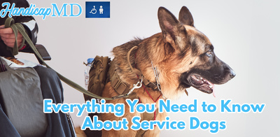 Everything You Need to Know About Service Dogs